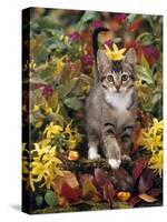 Domestic Cat, 12-Week, Agouti Tabby Kitten Among Yellow Azaleas and Spring Foliage-Jane Burton-Stretched Canvas