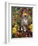 Domestic Cat, 12-Week, Agouti Tabby Kitten Among Yellow Azaleas and Spring Foliage-Jane Burton-Framed Premium Photographic Print