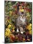 Domestic Cat, 12-Week, Agouti Tabby Kitten Among Yellow Azaleas and Spring Foliage-Jane Burton-Mounted Premium Photographic Print