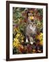 Domestic Cat, 12-Week, Agouti Tabby Kitten Among Yellow Azaleas and Spring Foliage-Jane Burton-Framed Photographic Print