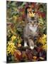Domestic Cat, 12-Week, Agouti Tabby Kitten Among Yellow Azaleas and Spring Foliage-Jane Burton-Mounted Photographic Print