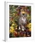 Domestic Cat, 12-Week, Agouti Tabby Kitten Among Yellow Azaleas and Spring Foliage-Jane Burton-Framed Photographic Print