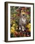 Domestic Cat, 12-Week, Agouti Tabby Kitten Among Yellow Azaleas and Spring Foliage-Jane Burton-Framed Photographic Print