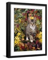 Domestic Cat, 12-Week, Agouti Tabby Kitten Among Yellow Azaleas and Spring Foliage-Jane Burton-Framed Photographic Print