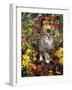 Domestic Cat, 12-Week, Agouti Tabby Kitten Among Yellow Azaleas and Spring Foliage-Jane Burton-Framed Photographic Print