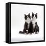 Domestic Cat, 12-Week Identical Brothers, Black-And-White Kittens-Jane Burton-Framed Stretched Canvas