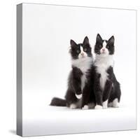 Domestic Cat, 12-Week Identical Brothers, Black-And-White Kittens-Jane Burton-Stretched Canvas