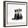 Domestic Cat, 12-Week Identical Brothers, Black-And-White Kittens-Jane Burton-Framed Photographic Print