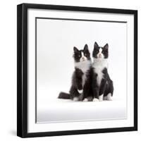 Domestic Cat, 12-Week Identical Brothers, Black-And-White Kittens-Jane Burton-Framed Photographic Print