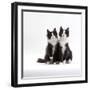 Domestic Cat, 12-Week Identical Brothers, Black-And-White Kittens-Jane Burton-Framed Photographic Print