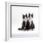 Domestic Cat, 12-Week Identical Brothers, Black-And-White Kittens-Jane Burton-Framed Photographic Print