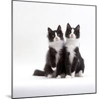 Domestic Cat, 12-Week Identical Brothers, Black-And-White Kittens-Jane Burton-Mounted Photographic Print