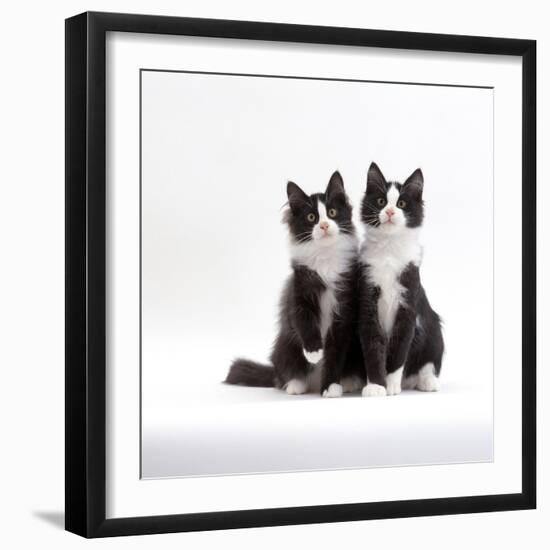 Domestic Cat, 12-Week Identical Brothers, Black-And-White Kittens-Jane Burton-Framed Premium Photographic Print