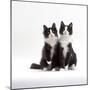 Domestic Cat, 12-Week Identical Brothers, Black-And-White Kittens-Jane Burton-Mounted Premium Photographic Print