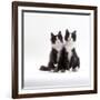 Domestic Cat, 12-Week Identical Brothers, Black-And-White Kittens-Jane Burton-Framed Photographic Print