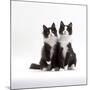 Domestic Cat, 12-Week Identical Brothers, Black-And-White Kittens-Jane Burton-Mounted Photographic Print