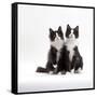 Domestic Cat, 12-Week Identical Brothers, Black-And-White Kittens-Jane Burton-Framed Stretched Canvas