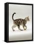 Domestic Cat, 14-Week, Silver Tabby Male Kitten-Jane Burton-Framed Stretched Canvas