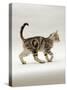 Domestic Cat, 14-Week, Silver Tabby Male Kitten-Jane Burton-Stretched Canvas