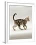 Domestic Cat, 14-Week, Silver Tabby Male Kitten-Jane Burton-Framed Photographic Print