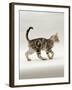 Domestic Cat, 14-Week, Silver Tabby Male Kitten-Jane Burton-Framed Photographic Print