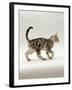 Domestic Cat, 14-Week, Silver Tabby Male Kitten-Jane Burton-Framed Photographic Print