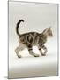 Domestic Cat, 14-Week, Silver Tabby Male Kitten-Jane Burton-Mounted Photographic Print