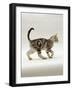 Domestic Cat, 14-Week, Silver Tabby Male Kitten-Jane Burton-Framed Photographic Print