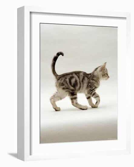 Domestic Cat, 14-Week, Silver Tabby Male Kitten-Jane Burton-Framed Photographic Print