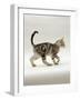 Domestic Cat, 14-Week, Silver Tabby Male Kitten-Jane Burton-Framed Photographic Print