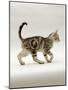 Domestic Cat, 14-Week, Silver Tabby Male Kitten-Jane Burton-Mounted Photographic Print