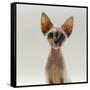 Domestic Cat, 16-Week, Female Tabby-Point Devon Si-Rex-Jane Burton-Framed Stretched Canvas