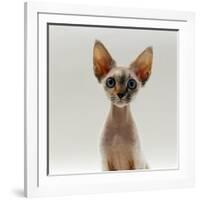 Domestic Cat, 16-Week, Female Tabby-Point Devon Si-Rex-Jane Burton-Framed Photographic Print