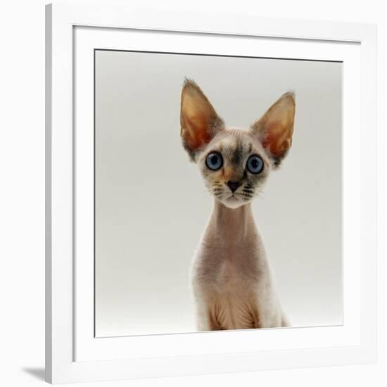 Domestic Cat, 16-Week, Female Tabby-Point Devon Si-Rex-Jane Burton-Framed Photographic Print