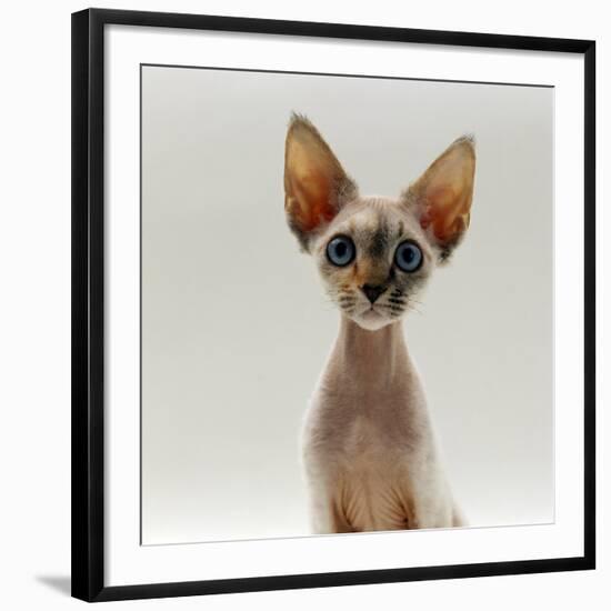 Domestic Cat, 16-Week, Female Tabby-Point Devon Si-Rex-Jane Burton-Framed Photographic Print