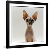 Domestic Cat, 16-Week, Female Tabby-Point Devon Si-Rex-Jane Burton-Framed Photographic Print