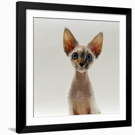 Domestic Cat, 16-Week, Female Tabby-Point Devon Si-Rex-Jane Burton-Framed Photographic Print