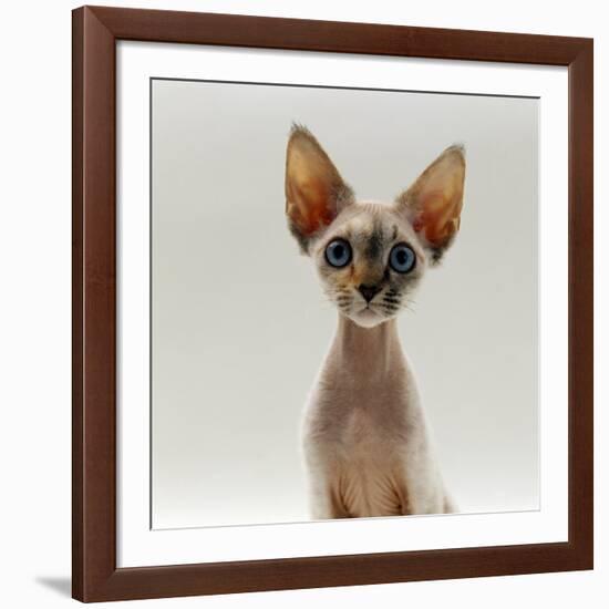 Domestic Cat, 16-Week, Female Tabby-Point Devon Si-Rex-Jane Burton-Framed Photographic Print