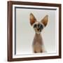 Domestic Cat, 16-Week, Female Tabby-Point Devon Si-Rex-Jane Burton-Framed Photographic Print