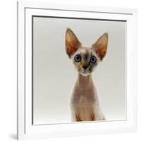 Domestic Cat, 16-Week, Female Tabby-Point Devon Si-Rex-Jane Burton-Framed Photographic Print