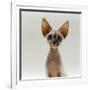 Domestic Cat, 16-Week, Female Tabby-Point Devon Si-Rex-Jane Burton-Framed Photographic Print