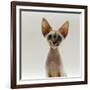 Domestic Cat, 16-Week, Female Tabby-Point Devon Si-Rex-Jane Burton-Framed Photographic Print