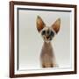 Domestic Cat, 16-Week, Female Tabby-Point Devon Si-Rex-Jane Burton-Framed Photographic Print