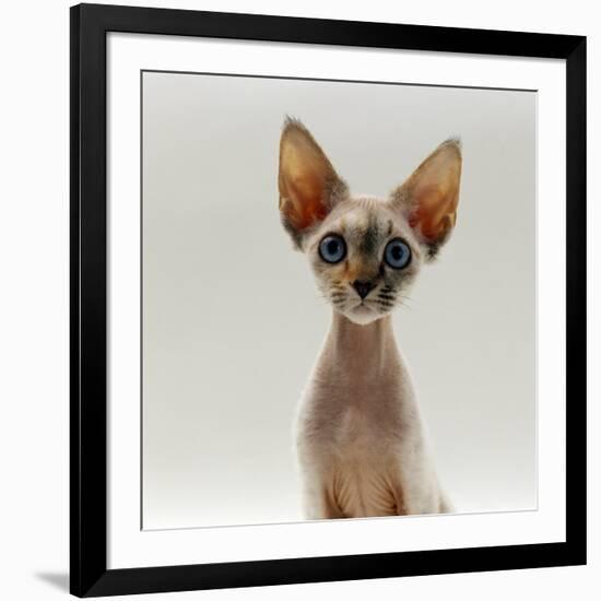 Domestic Cat, 16-Week, Female Tabby-Point Devon Si-Rex-Jane Burton-Framed Photographic Print