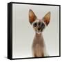 Domestic Cat, 16-Week, Female Tabby-Point Devon Si-Rex-Jane Burton-Framed Stretched Canvas