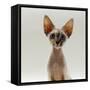 Domestic Cat, 16-Week, Female Tabby-Point Devon Si-Rex-Jane Burton-Framed Stretched Canvas