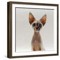 Domestic Cat, 16-Week, Female Tabby-Point Devon Si-Rex-Jane Burton-Framed Photographic Print