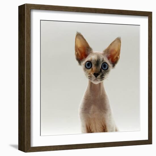 Domestic Cat, 16-Week, Female Tabby-Point Devon Si-Rex-Jane Burton-Framed Photographic Print