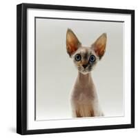 Domestic Cat, 16-Week, Female Tabby-Point Devon Si-Rex-Jane Burton-Framed Photographic Print