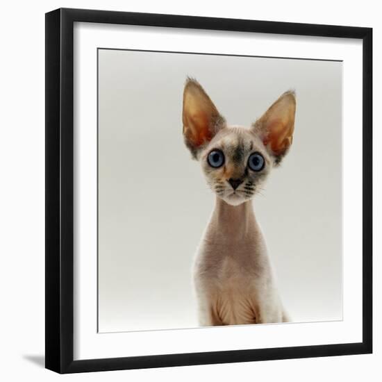 Domestic Cat, 16-Week, Female Tabby-Point Devon Si-Rex-Jane Burton-Framed Photographic Print